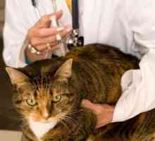 Vakcinacija mačaka: šta da radi i kada