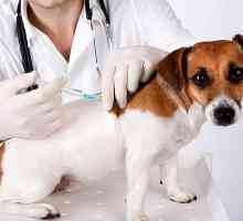 Vakcinacija štenaca do jedne godine. Vožnje štene pravilno vakcinacija protiv najopasnije bolesti