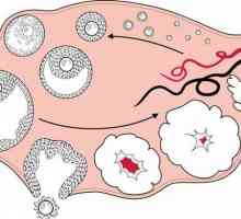 Znaci ovulacije i začeća: brzo činjenice