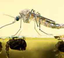 Životni vijek komarca - zanimljivih detalja
