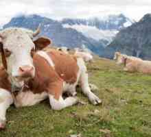 Životni vijek krave: faktora i metode za određivanje starosti