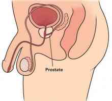 Prostate - je ... prostate Masaža: Prednosti