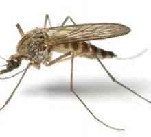Dokazane načine kako da se riješi komaraca u stanu