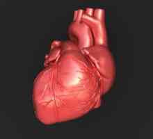 Srčani provođenja sistema: struktura, funkcija i anatomske i fiziološke funkcije