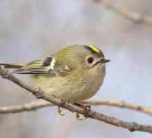 Ptica korolok žuto: opis, težina, glas i zanimljivosti