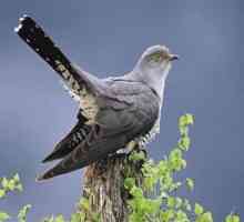 Cuckoo Bird - divan stvaranje prirode