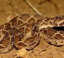 Desert zmija ffs: opis, stanište, i opasnost za ljude