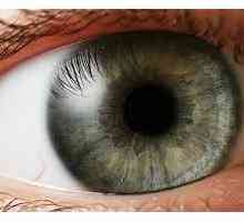 Iris. Značajke strukture ljudskog oka