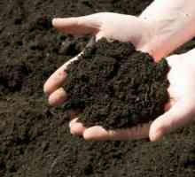 Deoksidaciju tla u proljeće. Pet načina da se smanji kiselost tla