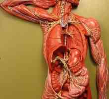 Lokacija limfnih čvorova u ljudskom tijelu (u vratu, preponama i ispod pazuha)