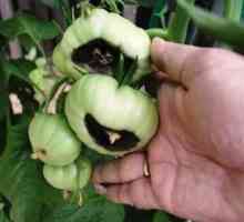 Štetočina i bolesti paradajza