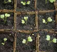 Sadnice karfiola: raste kod kuće