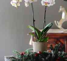 Recite nam kako da sade orhideje kod kuće. Podjela rizoma, reznice i navijam zraka djecu