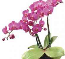 Razmislite kako propagirao orhideje kod kuće