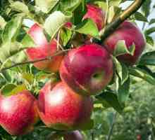 Razmak između jabuke tokom sletanja kako odrediti je li tako?