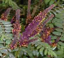 Amorpha fruticosa postrojenja i njegova primjena u medicini