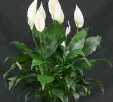 Biljka tropima s prekrasnim bijelim cvijećem - ". Ženska sreća" Zanima me kod kuće