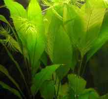 Lemongrass biljka akvarijum: njegu i reprodukciju