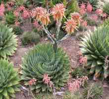 Aloe vrste. Homeland biljke