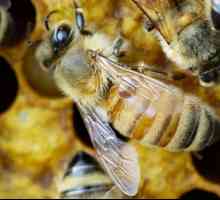 Pčelarstvo za početnike kod kuće