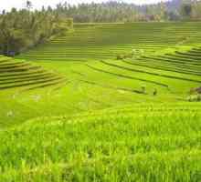 Rice polje. riža tehnologija uzgoja