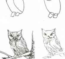 Nacrtati životinje korak po korak olovkom. Kako da uče da bi privukli životinje, korak po korak?