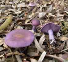 Clitocybe Nuda: jestivih i otrovnih gljiva?