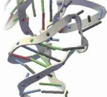 RNK i DNK. RNK - šta je ovo? RNK: struktura, funkcija, vrste