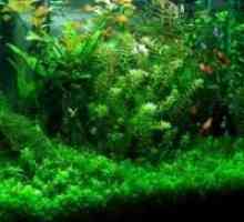 Hornwort u akvarijum: njegu i uvjete. Kako saditi u kubanskom akvarija krasnostebelny, tamno zelena…