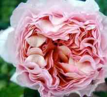 Rose Abraham Darby - pravi ukras cvjetnjak