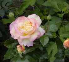 Rosa Gloria Dei: najpopularniji u istoriji cvijet