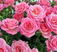 Rosa Grandiflora: opis od najpopularnijih sorti