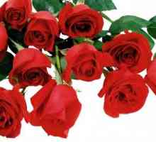 Crvene ruže - cvijeće kraljice