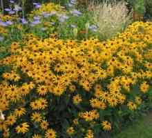 Rudbeckia: briga i smještaj. Solarni cvijet u vašem vrtu