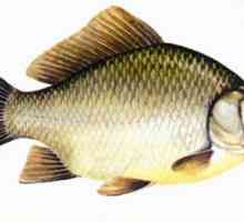 Riba šaran - navike i karakteristike