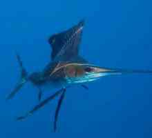 Fish jedrilica - Ocean munja