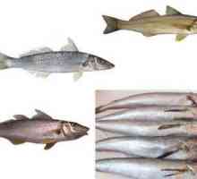 Whiting ribe: prednosti i štete od morskih plodova
