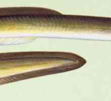 Jegulja riba: vrsta, porijeklo i način života