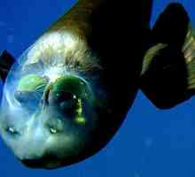 Riba sa transparentnim glava ima optički sistem jedinstven oka