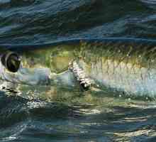 Ribe Atlantic Tarpon: Značajke