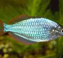 Riba neon Donaciinae: uzgoj, hranjenje i kompatibilnost