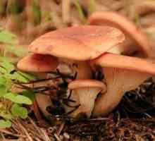 Đumbir bor: opis, u kojem se nalaze, kad se okupili. gljive gljive