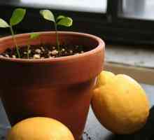 Vrt na prozor: kako da se brinu kod kuće za limun