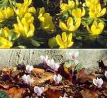 Vrtlari NAPOMENA: Neki cvijeće može biti posađeno prije zime