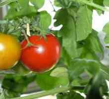 Salata od crvenog paradajza za zimu: recepti