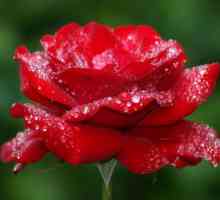 Najdivnija i lijepa ruža Ekvador fotografija, razreda