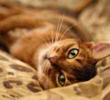 Najljepših i inteligentna rasa Abyssinian mačke