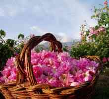 Najljepših dolina ruža u svijetu. Bugarska i njegove znamenitosti