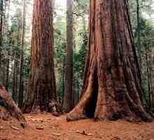 Najveći stablo na svijetu: Sequoia, baobaba, Banyan