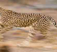 Najbrži životinja u svijetu - koji je